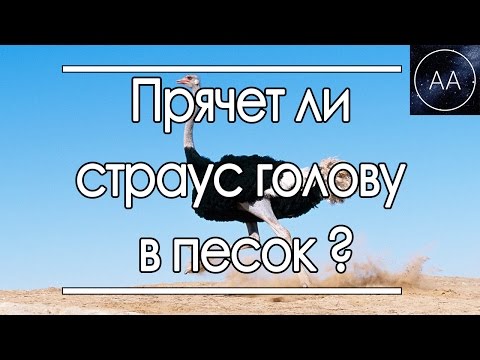 Прячет ли страус голову в песок | All About