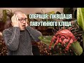 ПАВУТИННИЙ КЛІЩ НА КІМНАТНИХ РОСЛИНАХ повний гайд з хімічного та біологічного захисту 