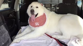 シャンプーに通院に忙しい1日だったルンルンです　Great Pyrenees　グレートピレニーズ