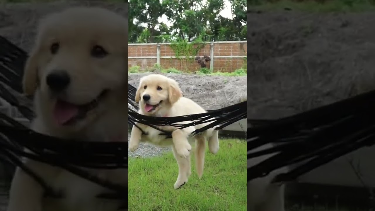 Puppy Swings in Hammock