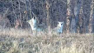 Pack of Howling Coyotes