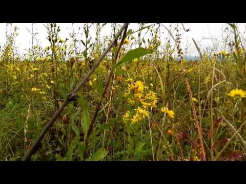 Video: Snaga Prirode