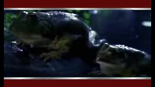 1995 - Budweiser Frogs