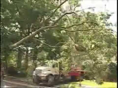 jl tree service northern virginia tree service jl services takes down large tree youtube jl tree service northern virginia tree service jl services takes down large tree youtube