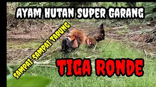 TAPAU AYAM HUTAN TAJI SAMURAI SUPER GARANG