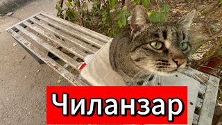 картинка: Это Чиланзар? 💭#ташкент ташкент2025 #vlogvideo #tashkent #uzbek #vlog 