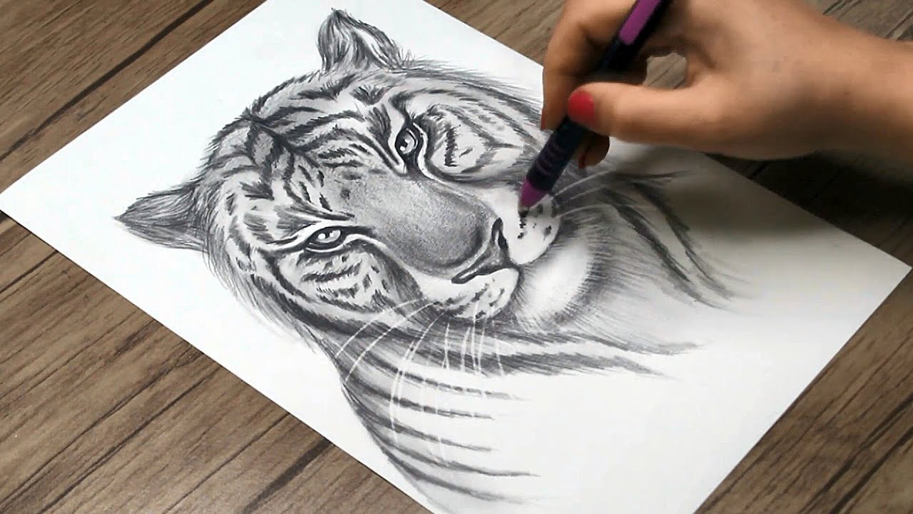 Tiger Pencil Drawing  How to Sketch Tiger using Pencils   DrawingTutorials101com