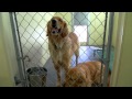 AFiles - Golden Retriever Rescue