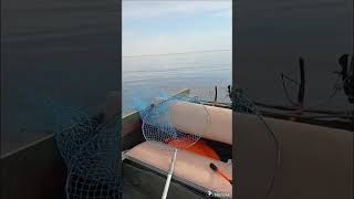 На рыбалке#рыбалка ##волгоград #волга #fishing #mercury #лодка #ловить