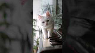 Charlie Schmidt"s Keyboard Cat!-The Original! #cat #piano #catvideos #music #shortvideo screenshot 4