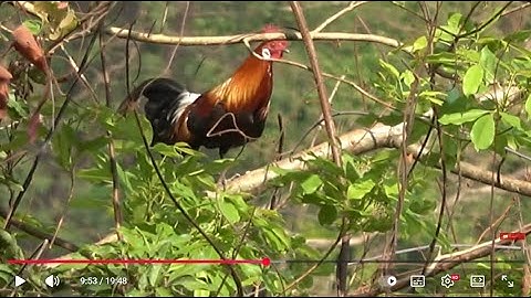 saib qaib cuab thiab qaib qus ua ke os tsoom phooj| gà rừng gà f bẫy chuẩn 100%