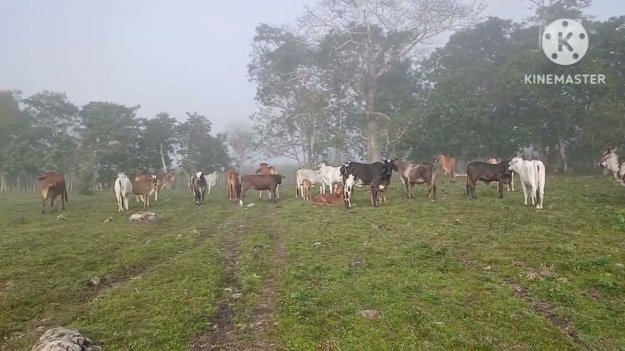 Herraduras Rancho El Milagro y Hermanos 🤠🐄🐄