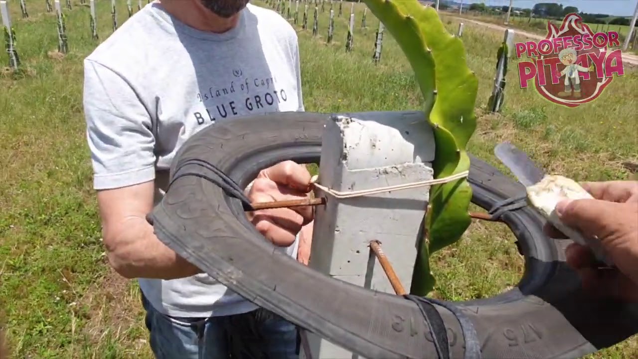 35) Colocação da base superior da PITAYA e poda das ponteiras