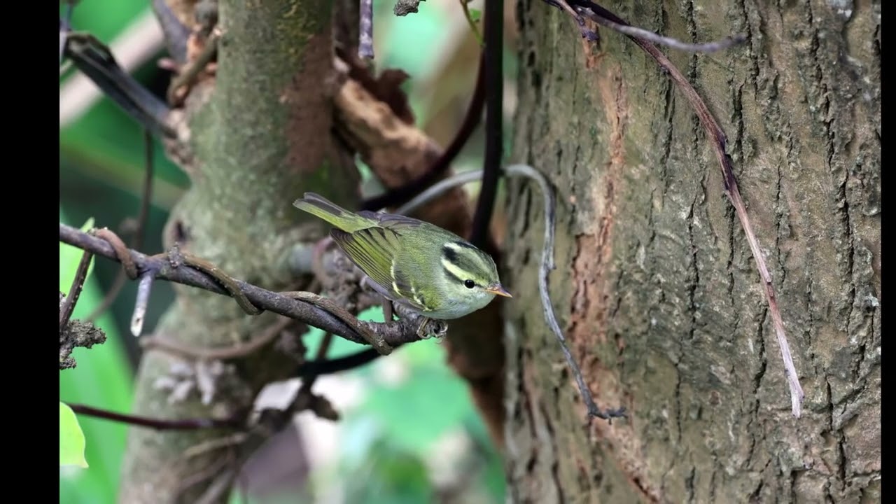 20230401~0404東引賞鳥行更新版3