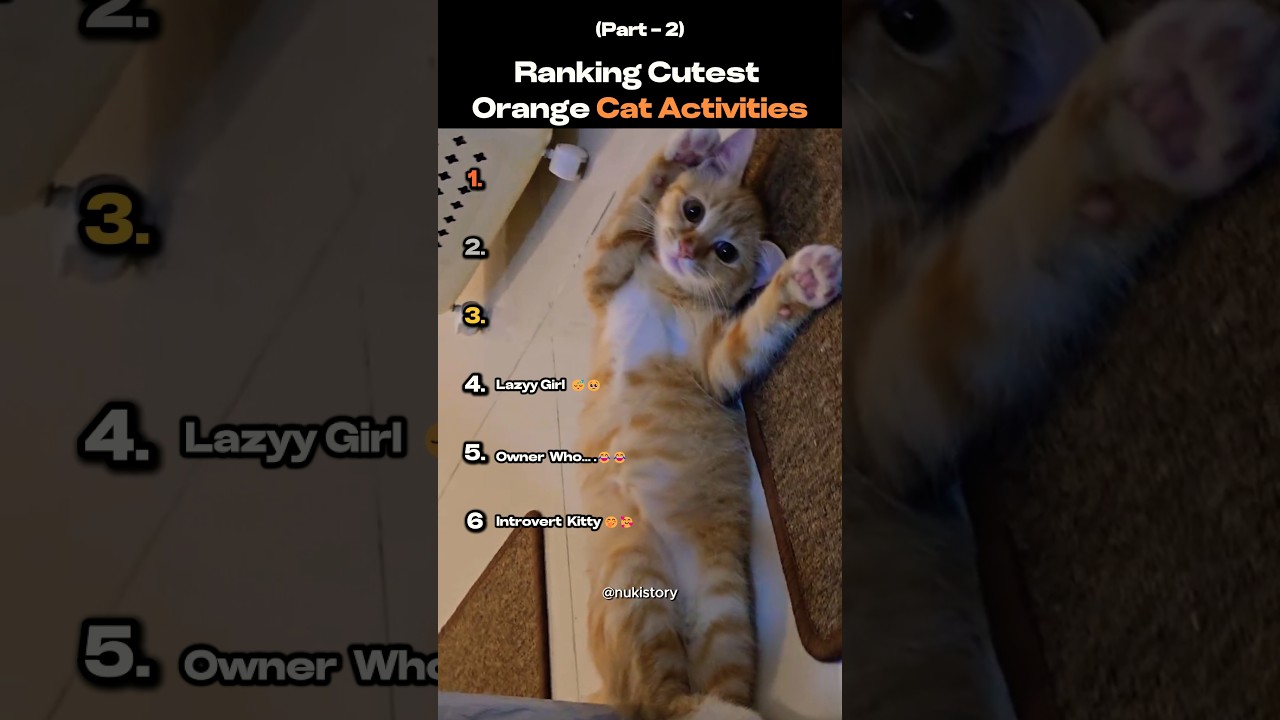 Ranking Cutest Orange Cat Activities (part-2) 