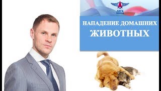 Ответственность за собаку Ответственность за собаку