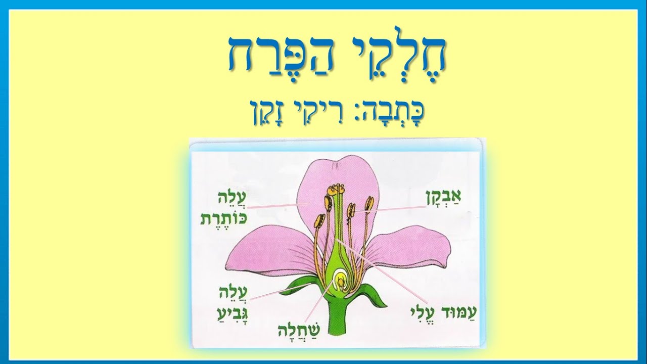 חלקי הפרח - סיפור קצר לילדים