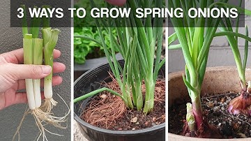 THREE WAYS TO GROW SPRING ONIONS | how to grow spring onions at home