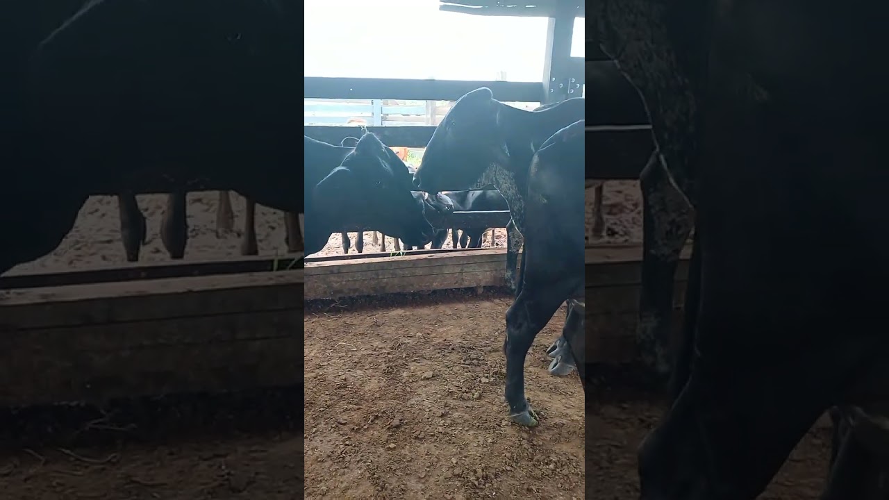 Nos defendemos os cães mas, os humano em primeiro lugar 