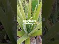 Lidah Buaya Berbunga