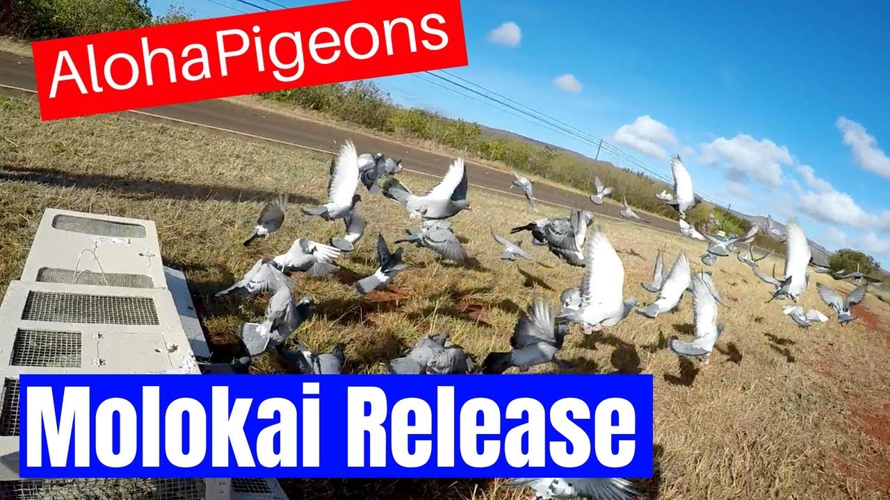 Homing Racing Pigeons Molokai Toss - YouTube