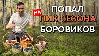 видео: 💥ПОПАЛ НА САМЫЙ ПИК СЕЗОНА БОРОВИКОВ! КРУТАЯ ТИХАЯ ОХОТА!! Грибы 2025 картинка: 💥ПОПАЛ НА САМЫЙ ПИК СЕЗОНА БОРОВИКОВ! КРУТАЯ ТИХАЯ ОХОТА!! Грибы 2025