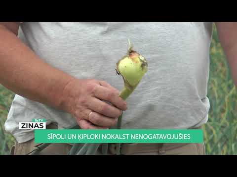 Video: Sīpolu augi: kā audzēt lociņus