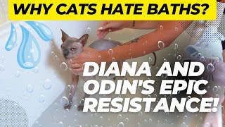 Why Cats Hate Baths? Diana and Odin's Epic Resistance!