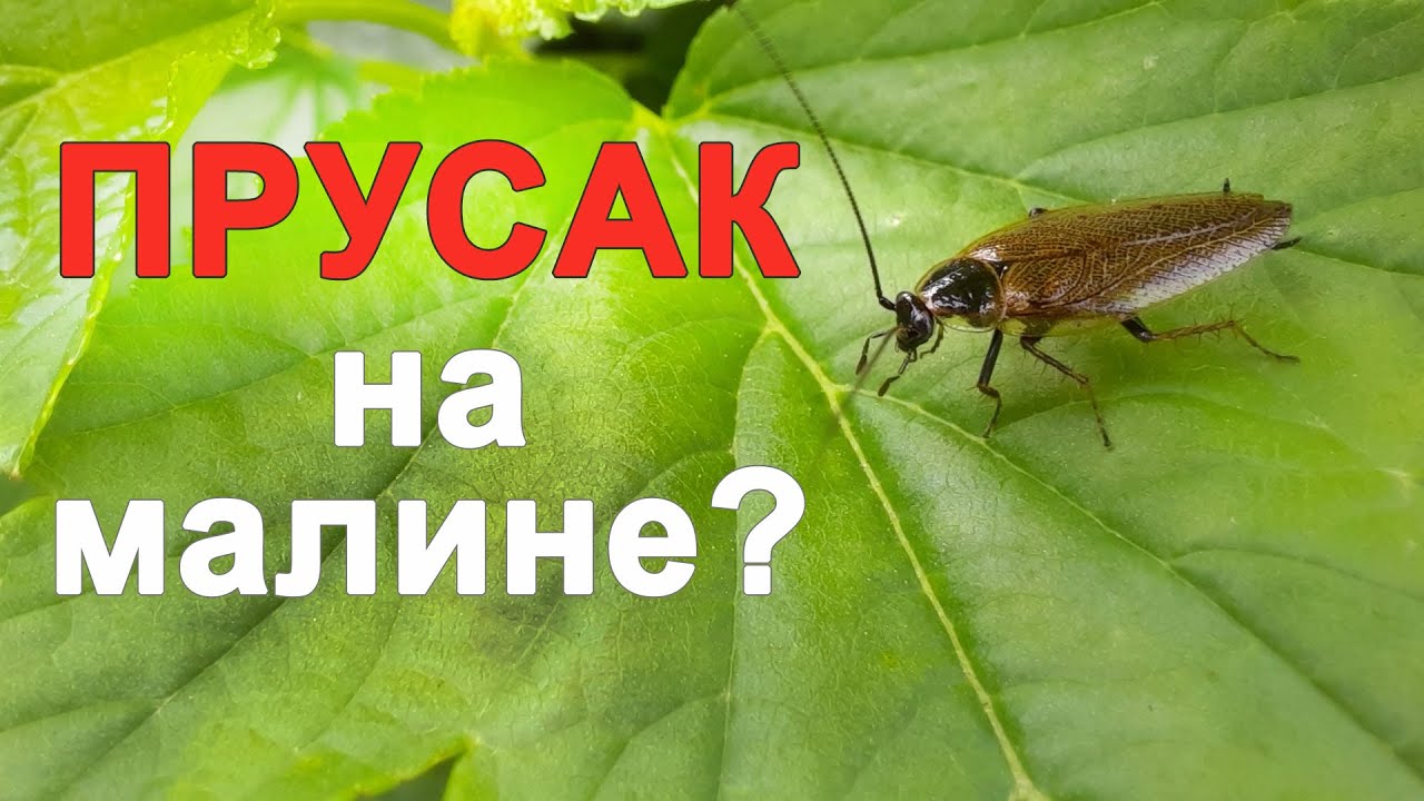 Лапландский таракан — безвредный уличный «прусак» - YouTube