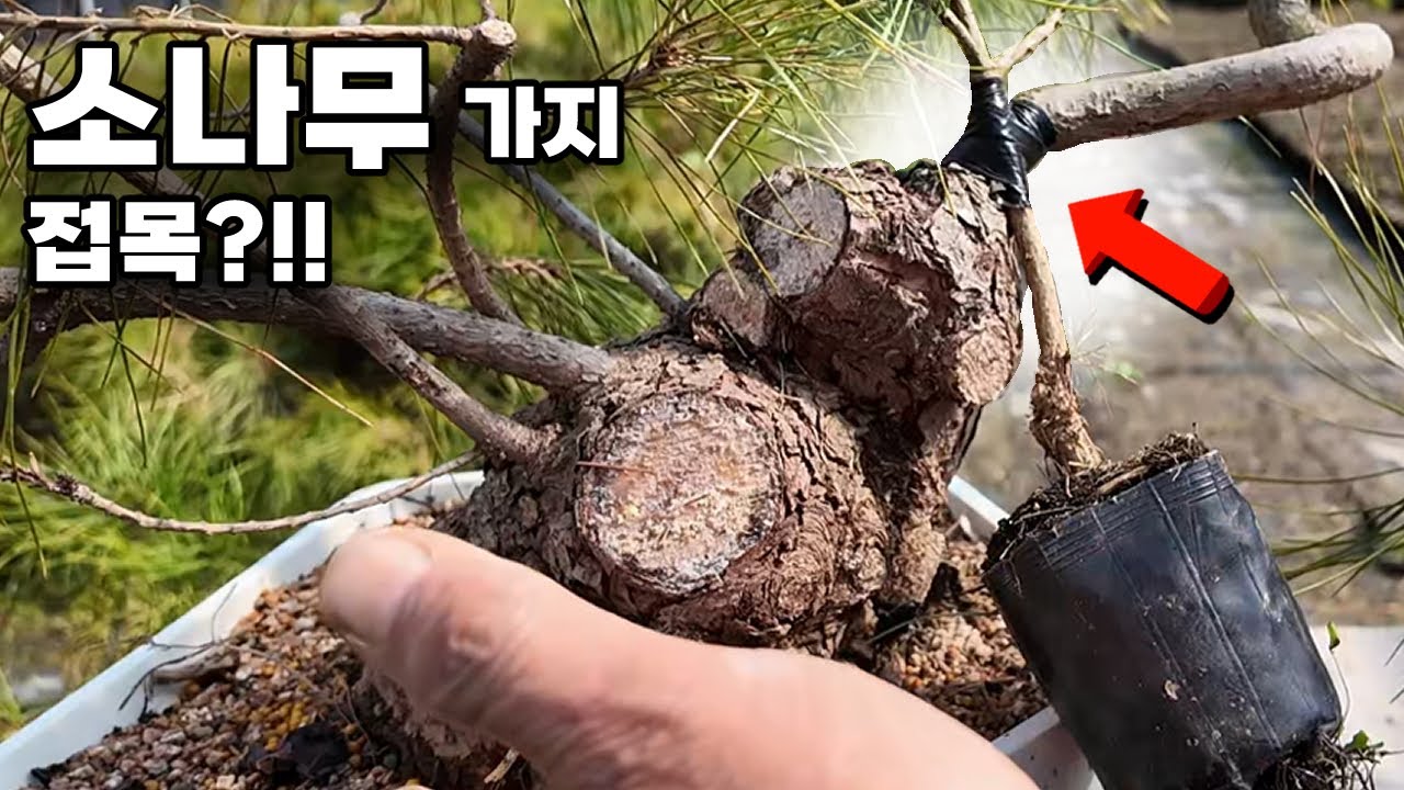 살아있는 나무끼리 하면 100프로다 (가지 접목 이식 운용 방법)