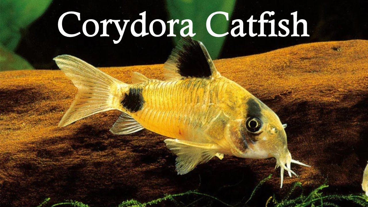 Are You Killing Your Corydora Catfish? What You Need to Know! - YouTube
