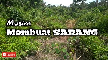 Musim sarang ciblek tebu