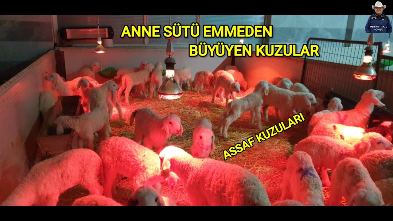 EMMEDEN BÜYÜYEN ASSAF KUZULAR | SAĞILAN KOYUNDAN KUZU NASIL AYRILIR | BİSTE KOYUNCULUK BÖLÜM 2