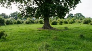 Knepp Wildland Scrub-land - looking good!