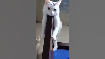 Cute Pet Confusion! Unraveling the Mysterious Behavior of Cats