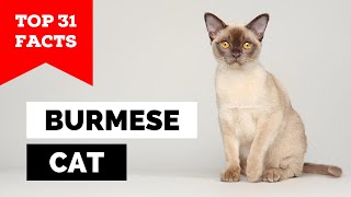 99% of Burmese Cat Owners Don't Know This