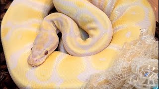 Affordable Recessive Ball Python Mutations To Start A Breeding Project With