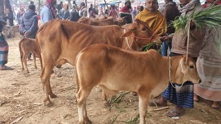 ২৭ ডসমবর ২৫ বচচসহ দশল ৪০-৮০ হজরর মধয গভ গরর দম আমবড হট দনজপর