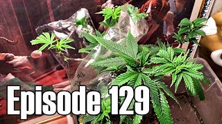Grafting Cannabis Part 5: Ten Day Update - Episode 129