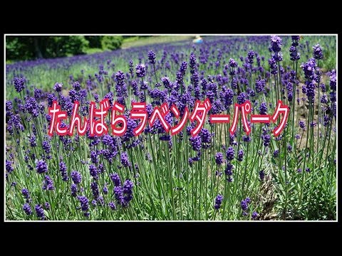 たんばら ラベンダー パーク ライブ カメラ たんばら ラベンダー パーク ライブ カメラ
