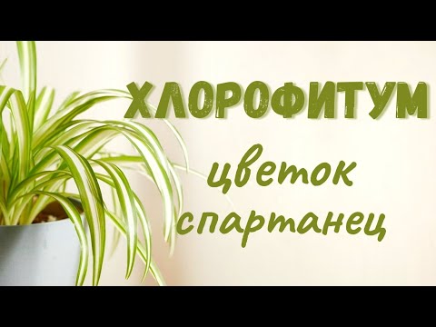 Хлорофитум. Как ухаживать? мой опыт 💥💯