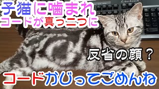 【噛みぐせ】子猫の噛みでコードが真っ二つに！！ by ミル日記 46 views 1 year ago 2 minutes, 28 seconds