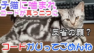 【噛みぐせ】子猫の噛みでコードが真っ二つに