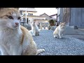 猫島青島 Cat Island Japan Aoshima