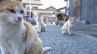 猫島青島 Cat Island Japan Aoshima