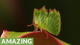 Treehopper Disguises As Leaf To Escape Hungry Predators