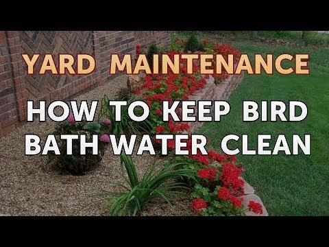 How to Keep Bird Bath Water Clean