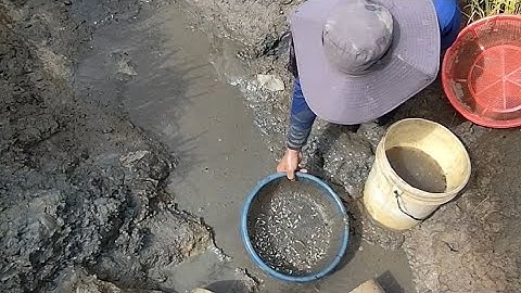 Giải cứu cá rô đồng mắc cạn (T99) 