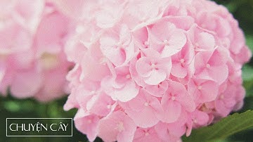 ĐÀ LẠT - Hoa Cẩm Tú Cầu - CHUYỆN CÂY