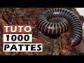 Tuto 1000 pattesiule  terrarium 1000 pattes  eublepharis